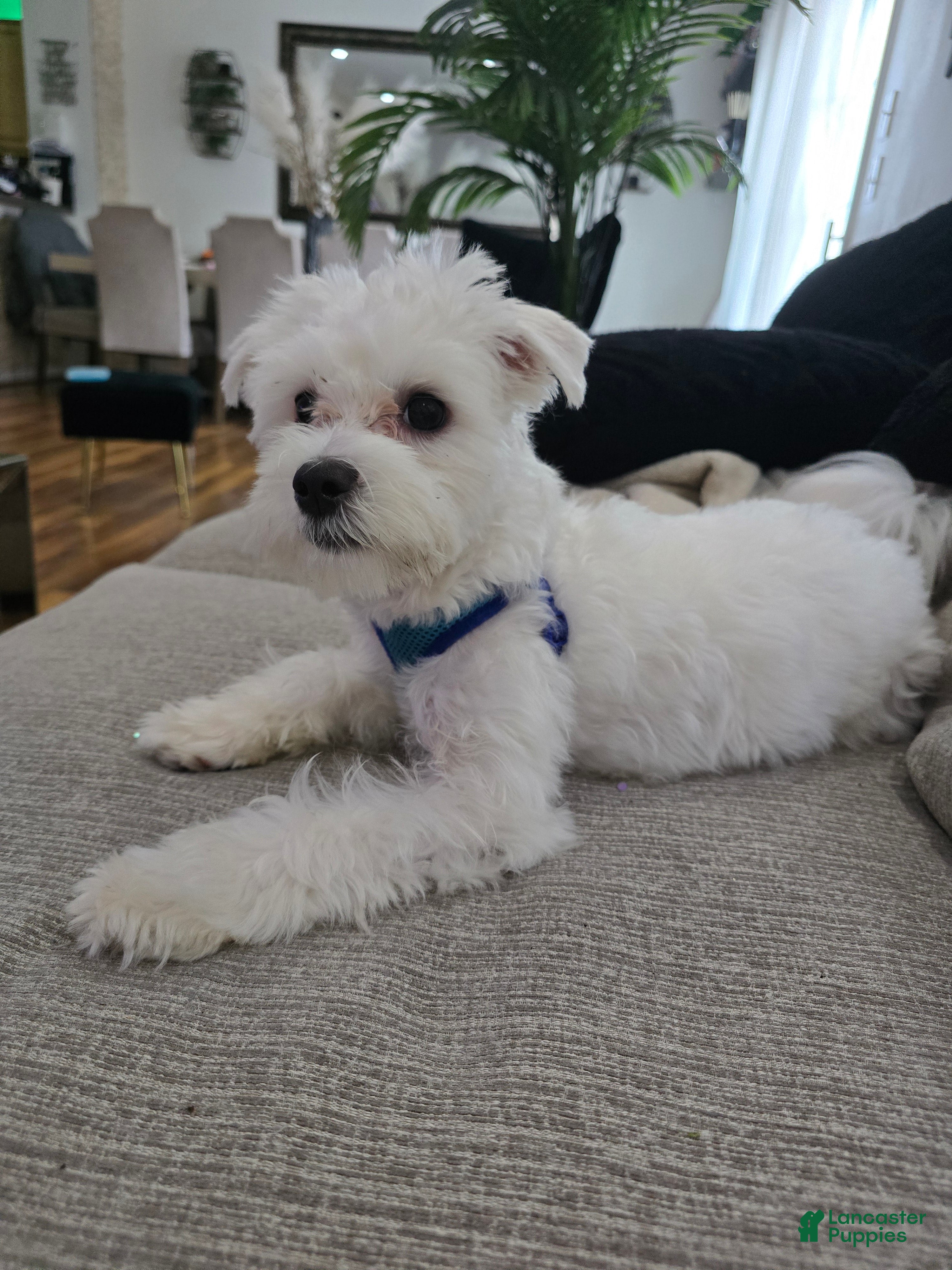 Maltese dogs Maltese Puppy 1 - Ad 2