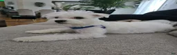 Maltese dogs for sale: Maltese Puppy 1 - Ad 2