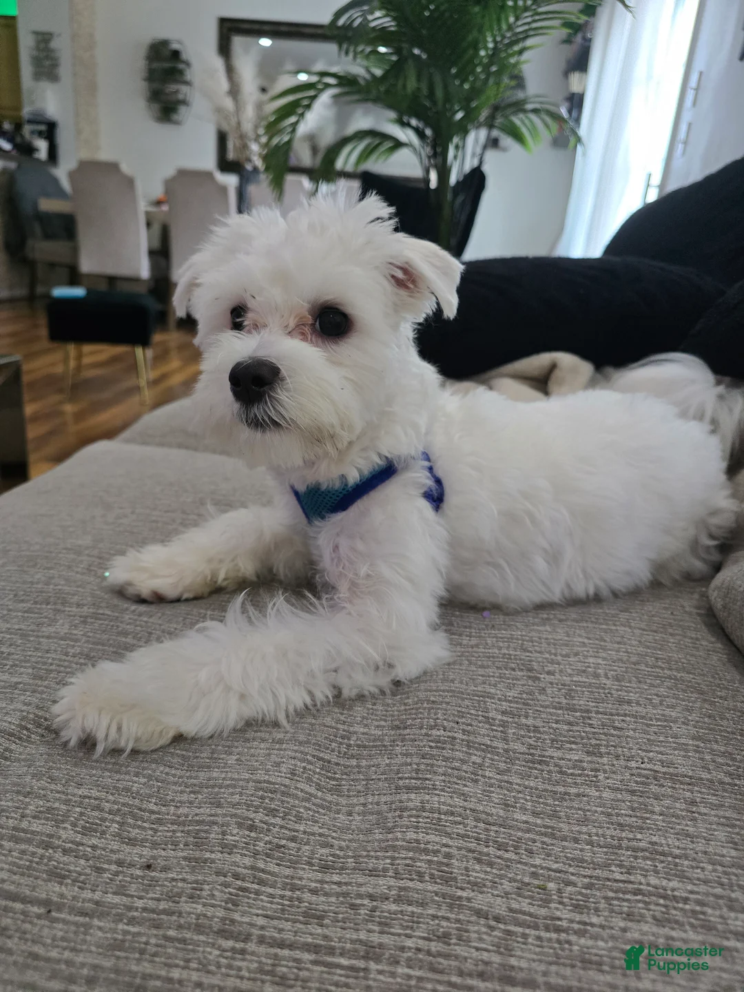 Maltese dogs for sale: Maltese Puppy 1 - Ad 2