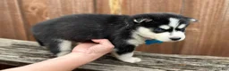 Pomsky dogs for sale: Hemlock - Ad 5