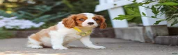 Cavalier King Charles Spaniel dogs for sale: Baxter - Ad 4