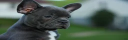 Frenchton dogs for sale: MILO - Ad 8