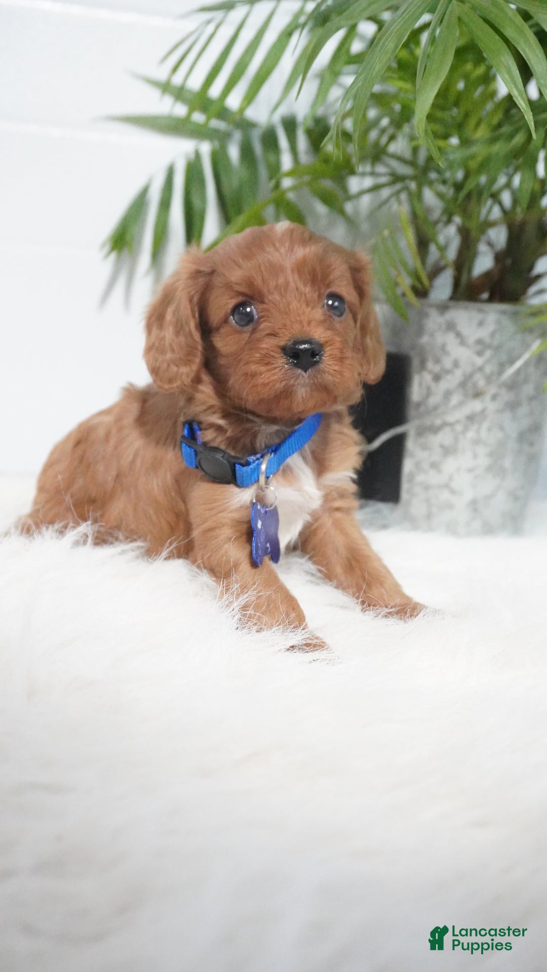 Cavapoo dogs for sale: Beau - Ad 10