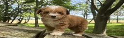 Mini Goldendoodle dogs for sale: Brooke - Ad 2