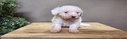 Mini Bernedoodle dogs for sale: Rudolph - Ad 1