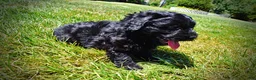 Havapoo dogs for sale: Isabella - Ad 20