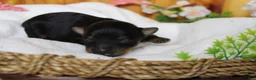 Yorkiepoo dogs for sale: Pedro  - Ad 5