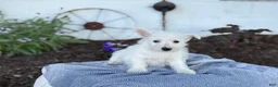 West Highland Terrier dogs for sale: Bentley - Ad 12