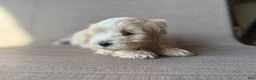 Maltipoo dogs for sale: Goldie - Ad 7