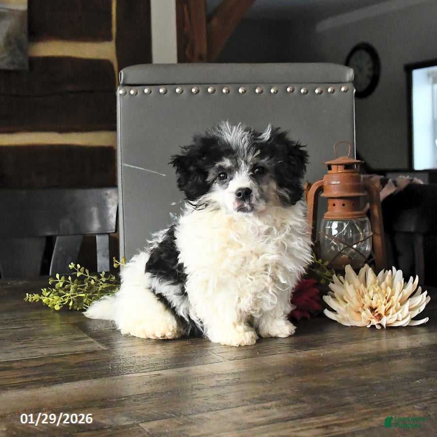 Shihpoo dogs Grover - Ad 23