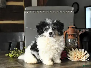 Shihpoo dogs Grover - Ad 23