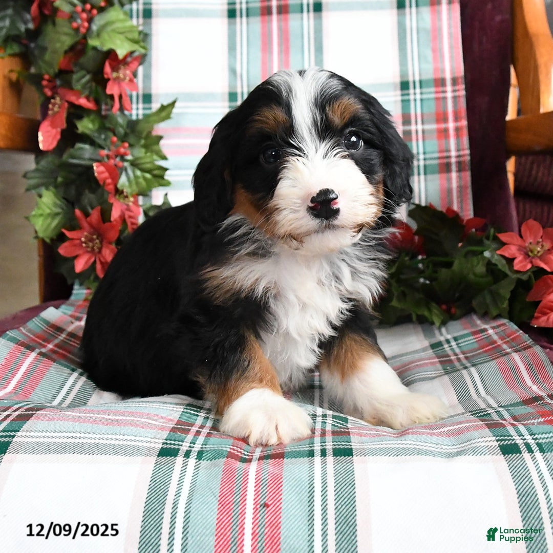 Bernedoodle dogs for sale: Chelsea - Ad 4