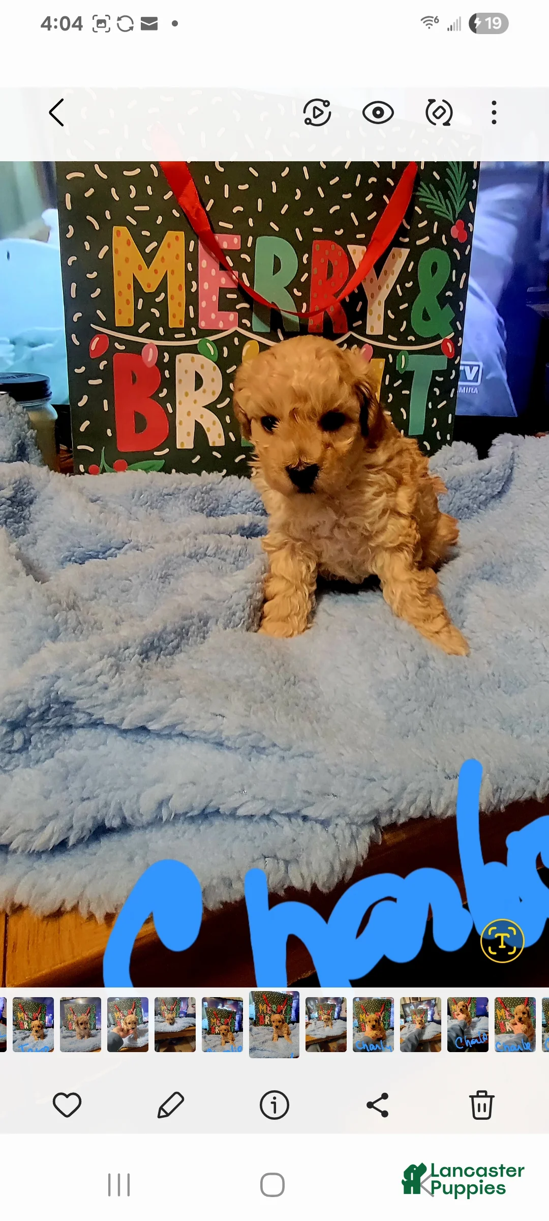 Toy Poodle dogs for sale: Jake - Ad 11
