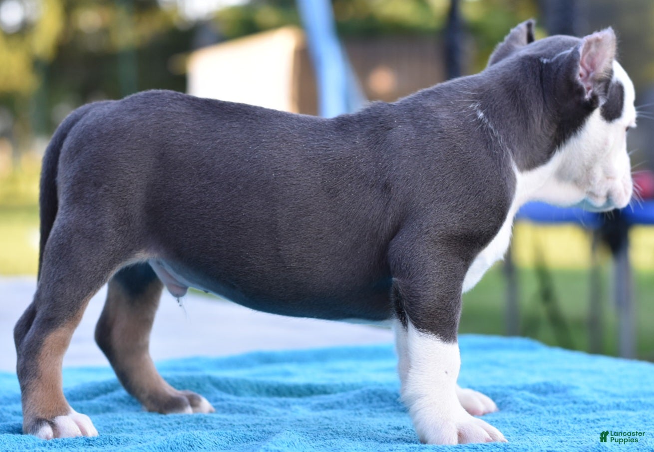 Mixed Breed dogs Hercules Bulldog hybrid  - Ad 2