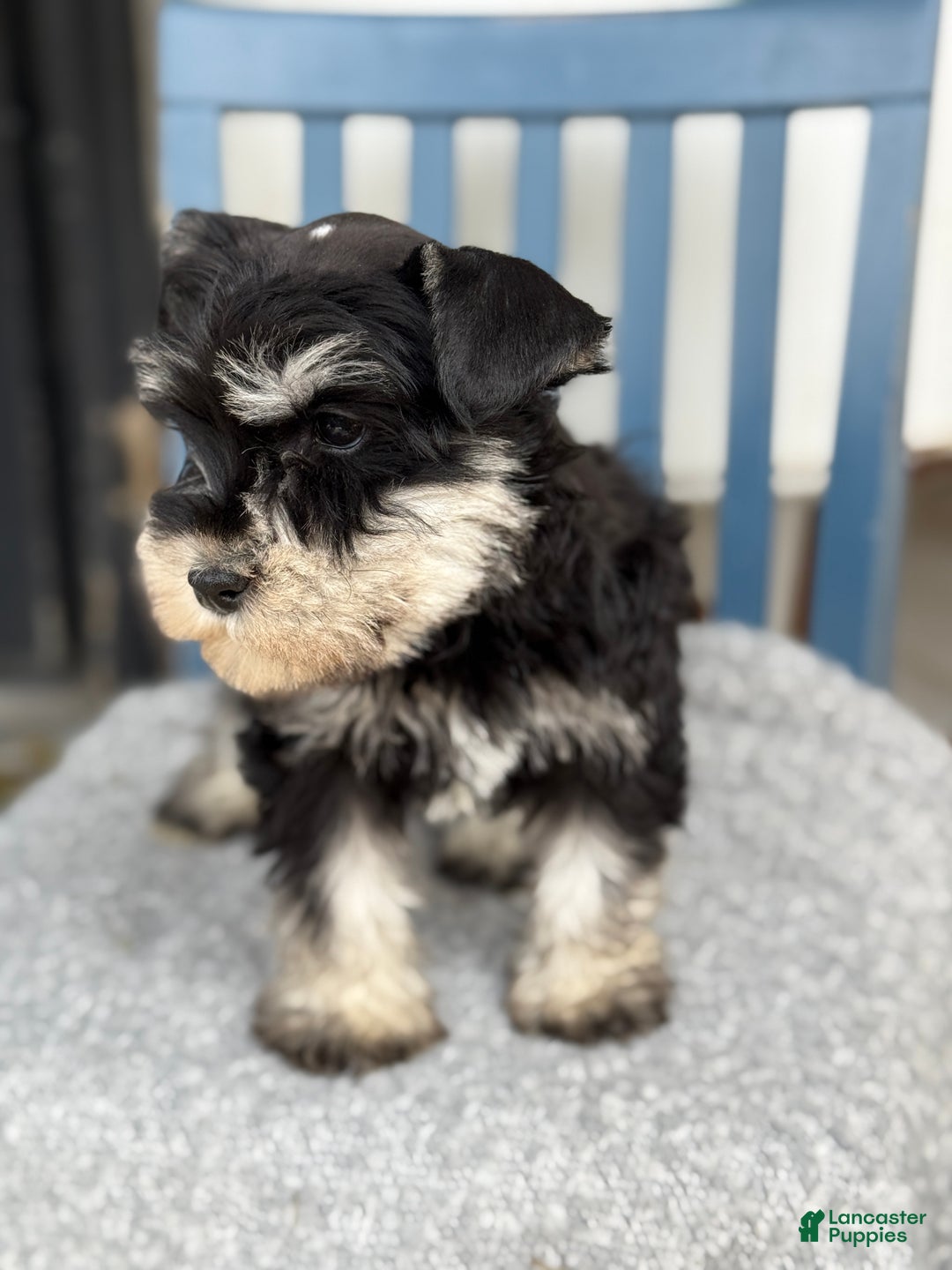 Miniature Schnauzer dogs for sale: Deacon - Ad 12