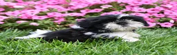 Shih Tzu dogs for sale: Angello - Ad 3