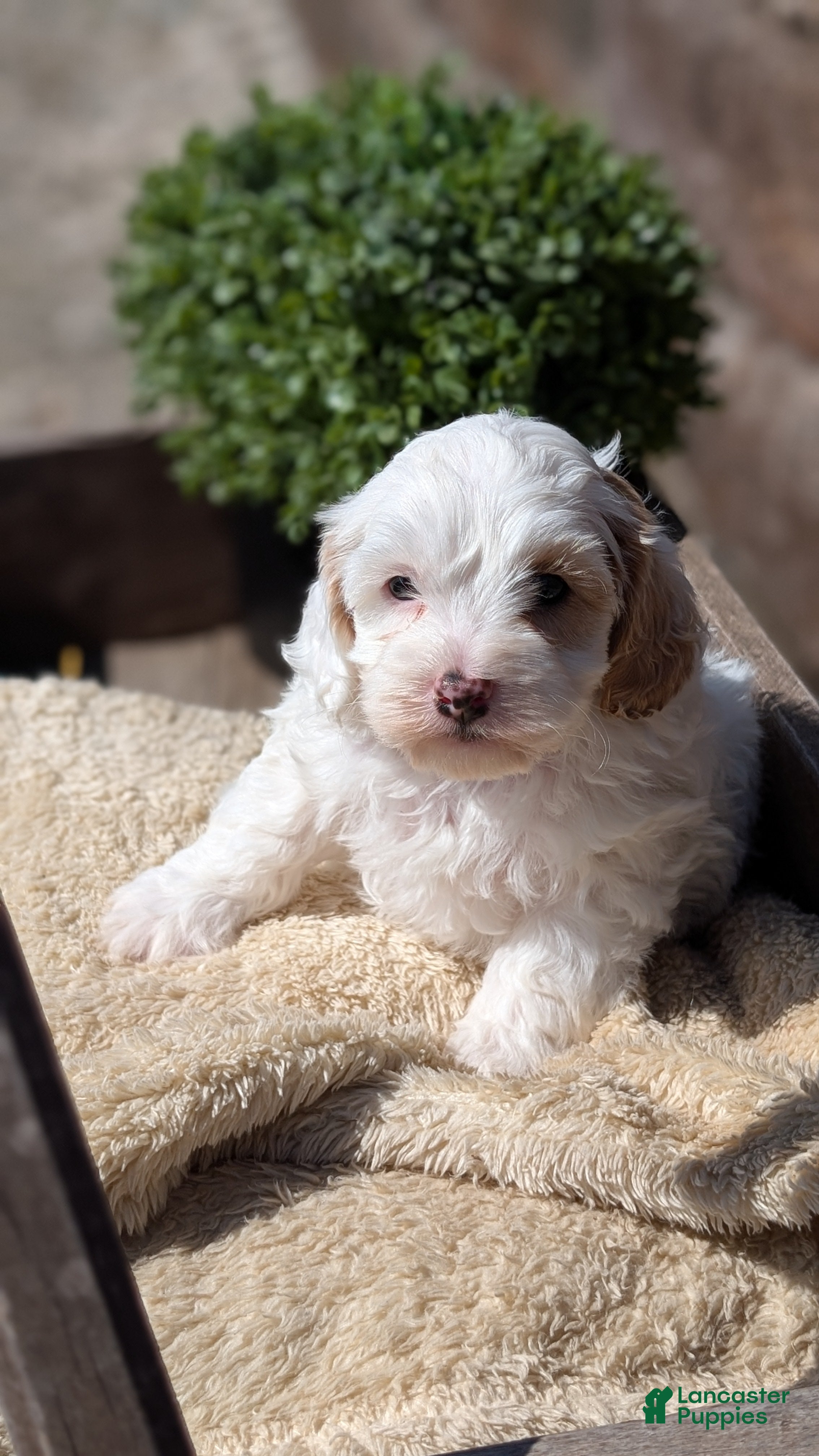 Cockapoo dogs Logan - Ad 2