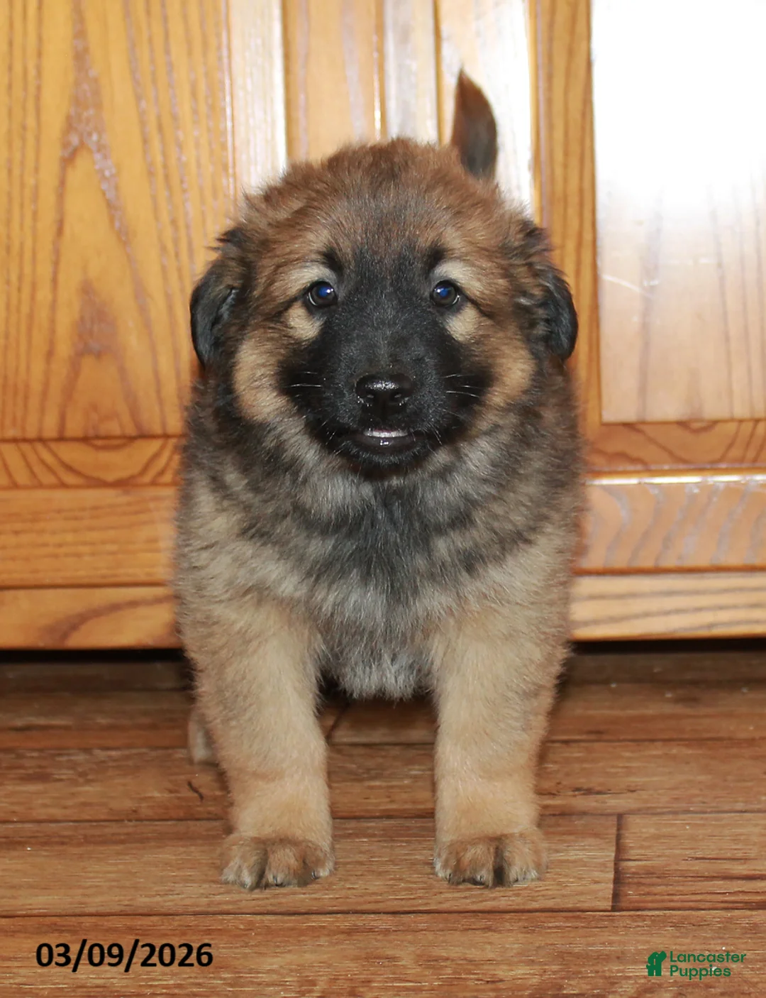 Mixed Breed dogs for sale: Timmy - Ad 1