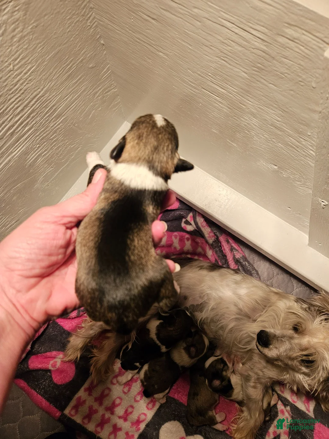 Miniature Schnauzer dogs for sale: Blue merle parti female  - Ad 13