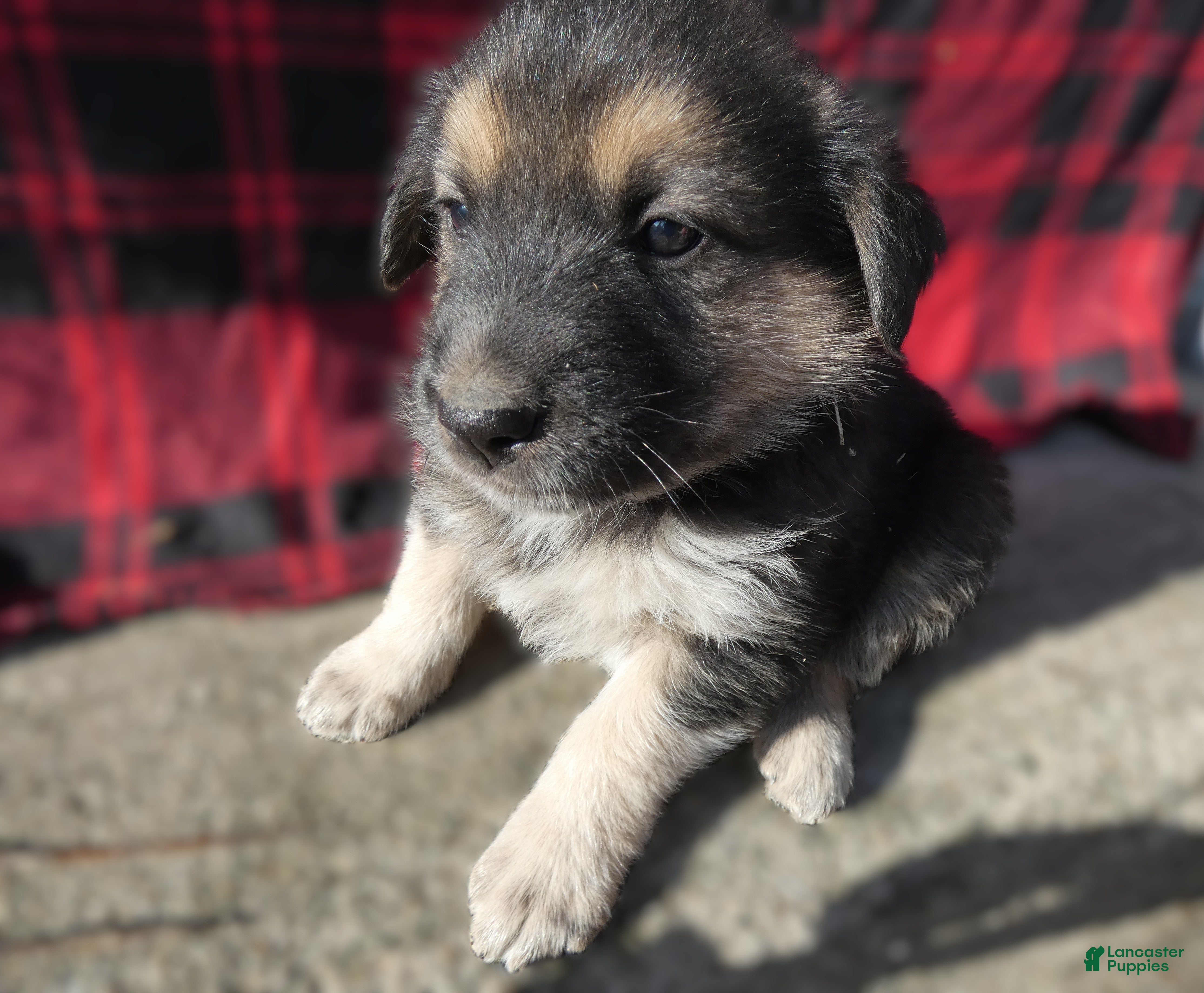 Great Pyrenees dogs Great Pyrenees Puppy 7 Buster - Ad 11