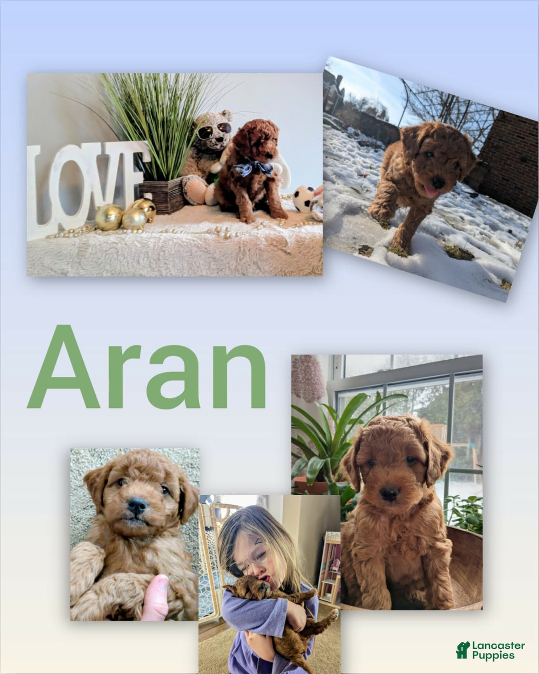 Goldendoodle dogs for sale: Golden Mountain Doodle Puppy 2 - Ad 1