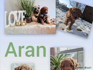 Goldendoodle dogs Golden Mountain Doodle Puppy 2 - Ad 26