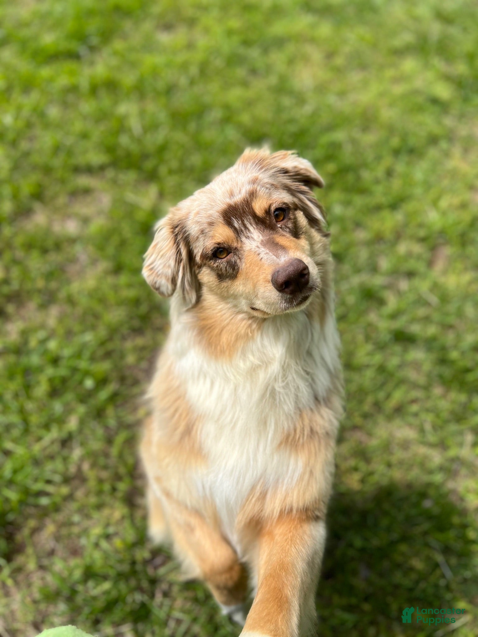 Aussiedoodle dogs Elizabeth - Ad 2