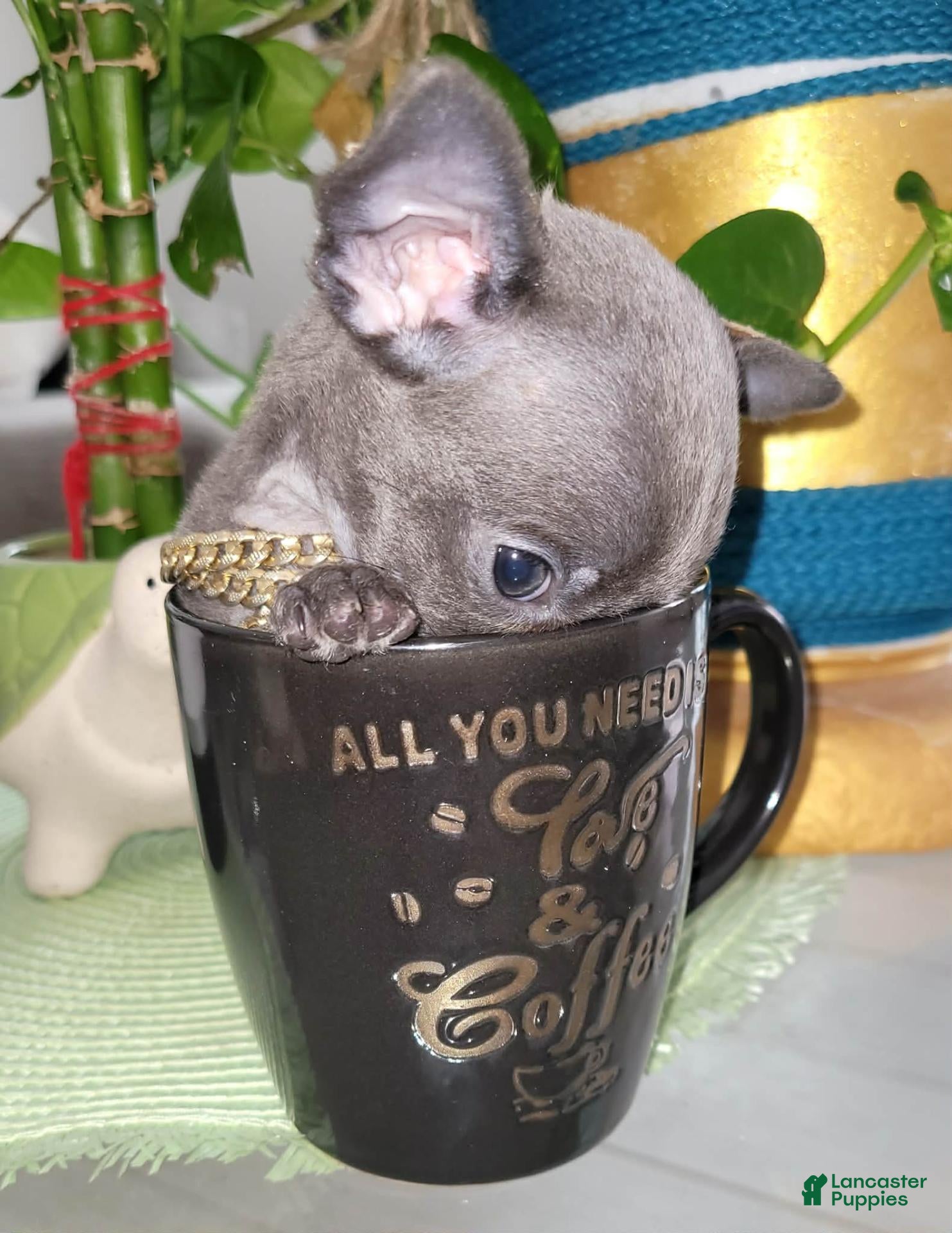 Chihuahua dogs Chihuahua 1 TEACUP LIL BLUE - Ad 2