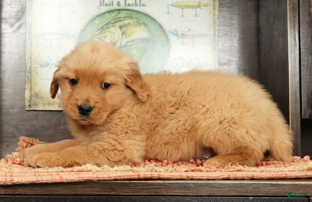 Golden Retriever dogs for sale: Lee - Ad 5