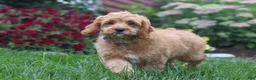 Cavapoo dogs for sale: Clyde - Ad 5