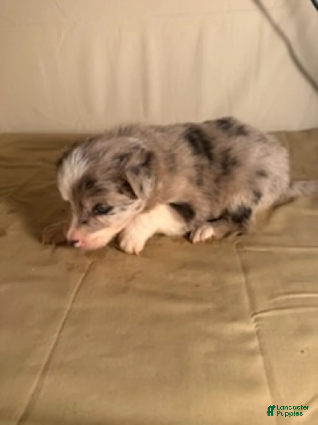 Border Collie dogs for sale: Blue Merle Female - Ad 2
