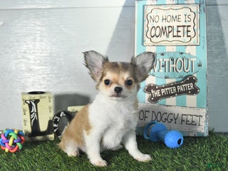 Chihuahua dogs - Ad 30