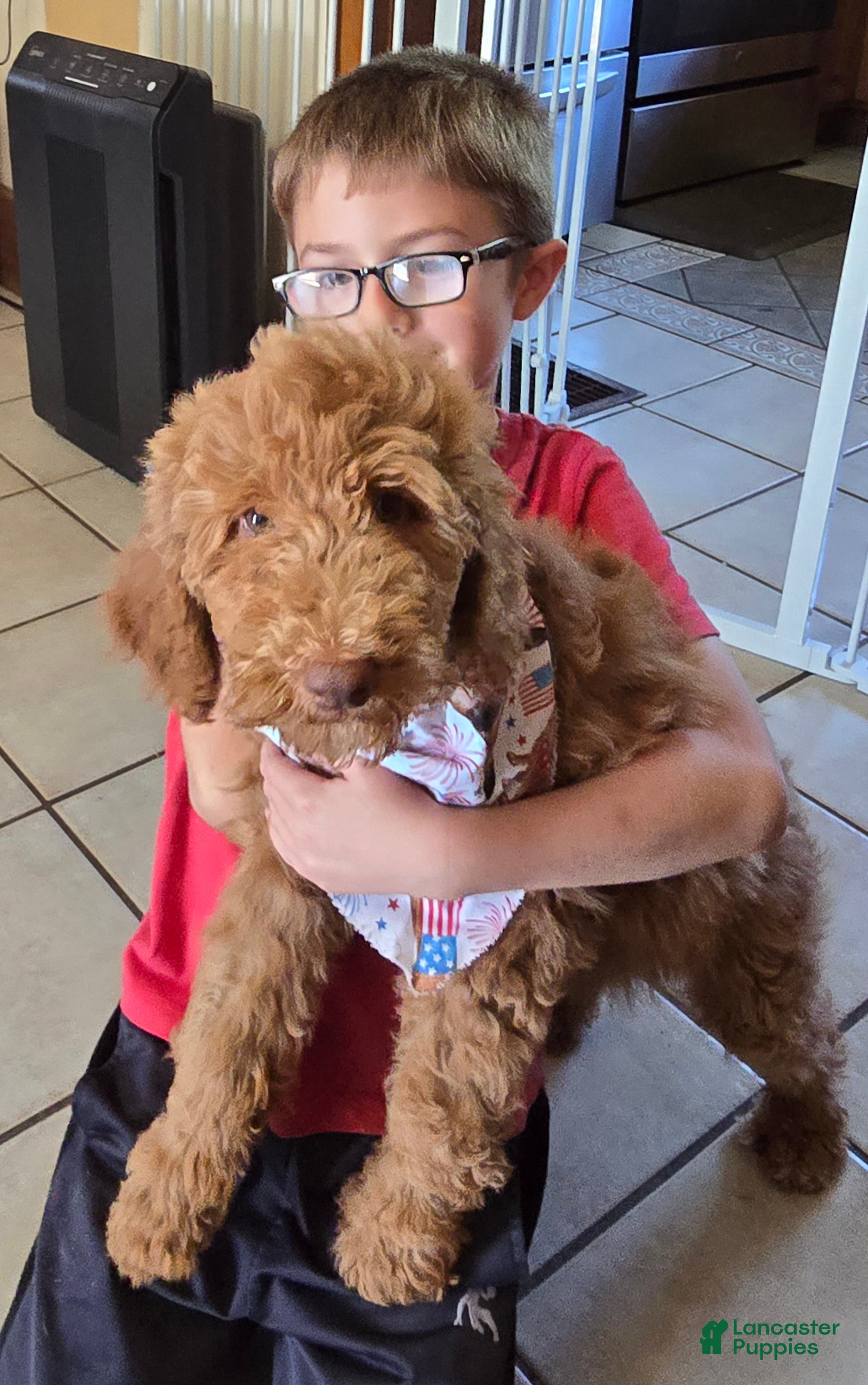 Goldendoodle dogs Goldendoodle Puppy 2 - Ad 38