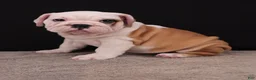 English Bulldog dogs for sale: Sally  - Ad 4