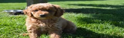 Mini Goldendoodle dogs for sale: Mimi - Ad 6