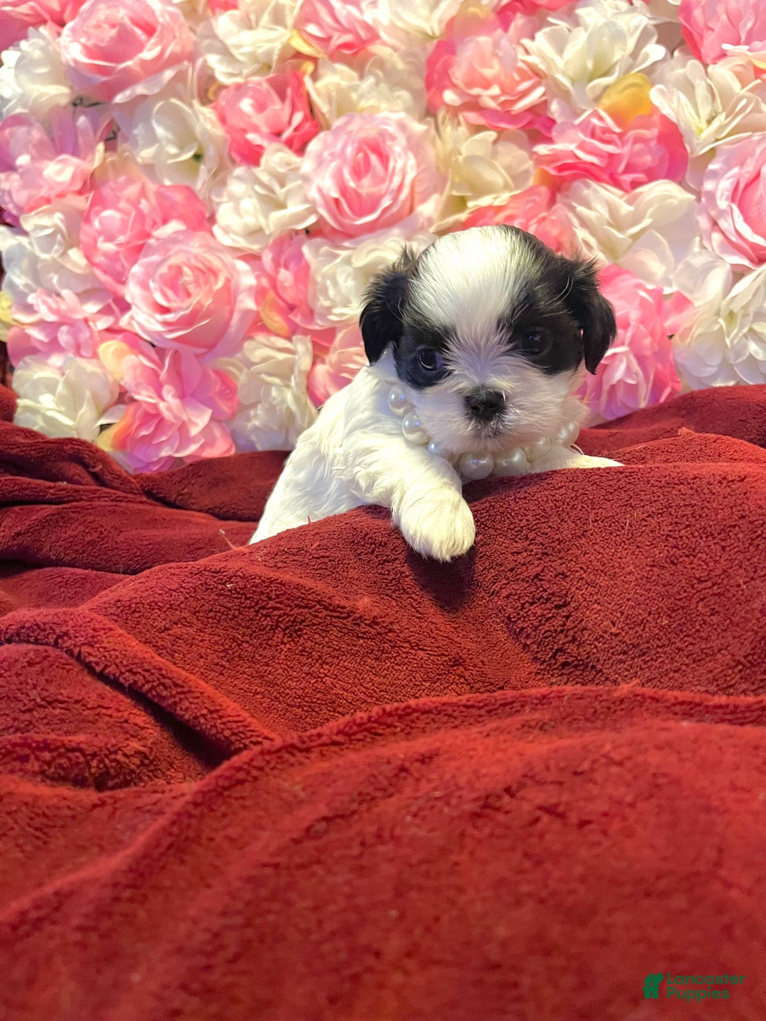 Shih Tzu dogs for sale: Judy - Ad 10