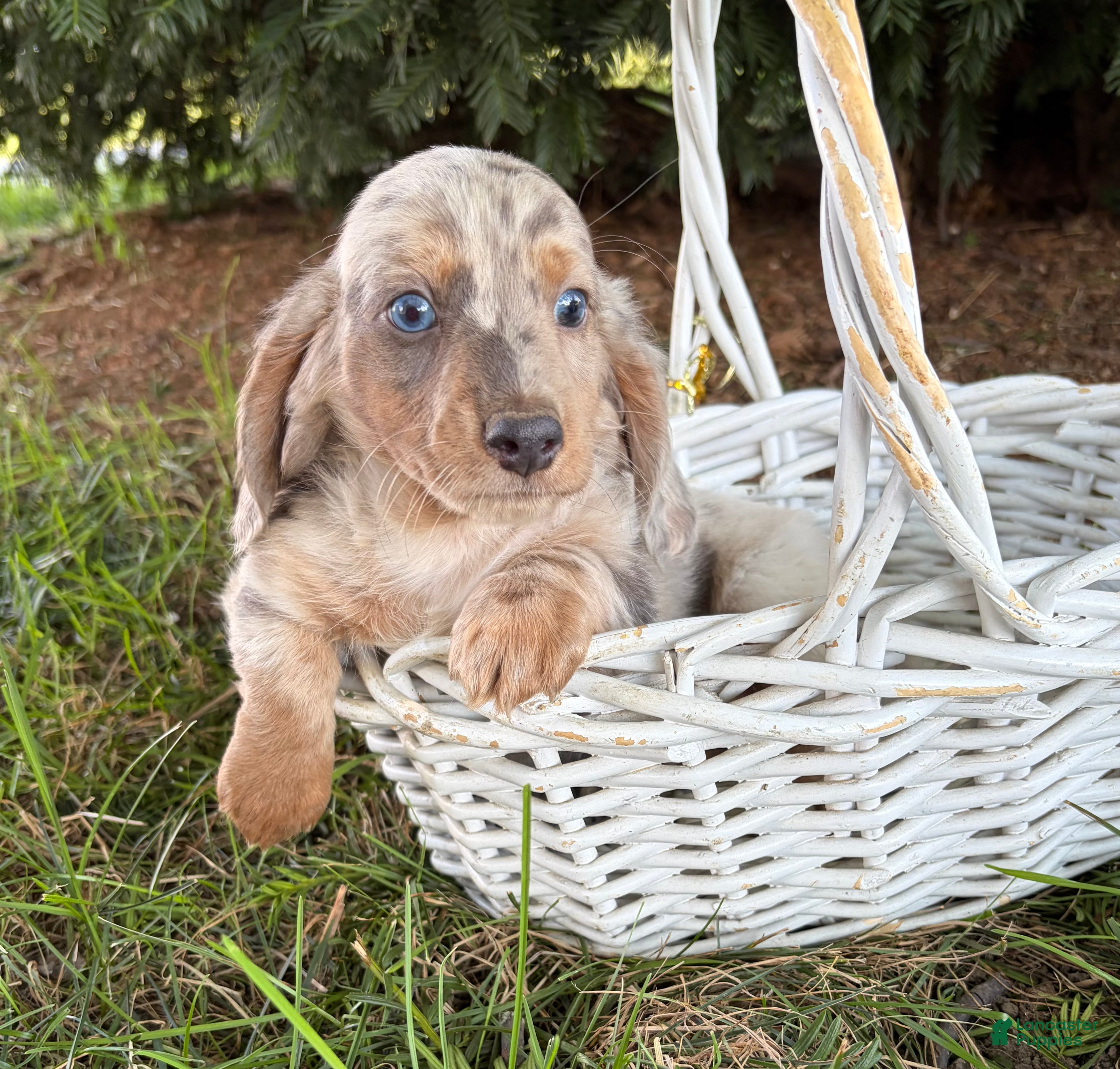Dachshund dogs Jax - Ad 2