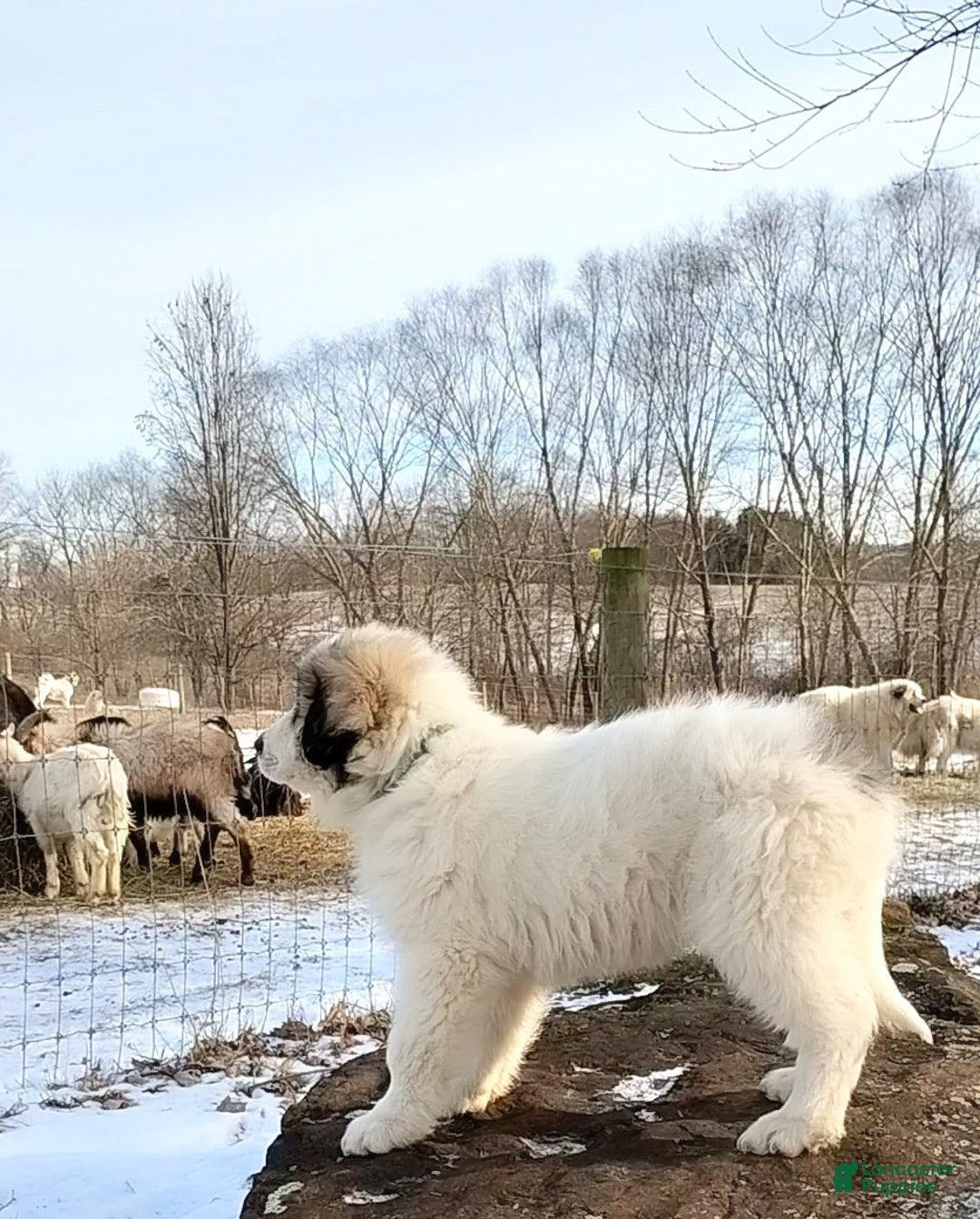 Great Pyrenees dogs for sale: Great Pyrenees male Puppy 2 - Ad 3