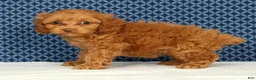 Cockapoo dogs for sale: Macy - Ad 4