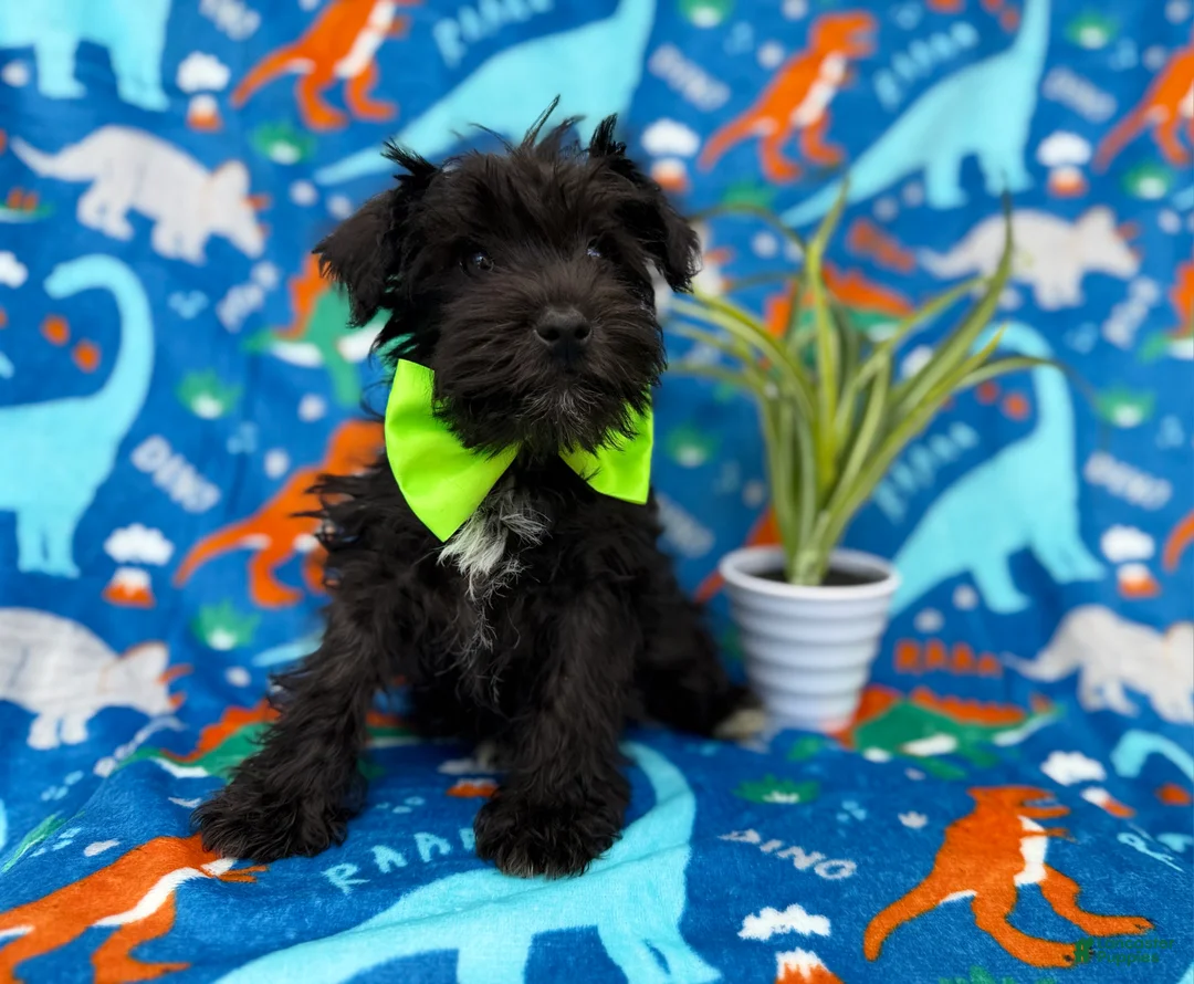 Miniature Schnauzer dogs for sale: Valentino - Ad 2