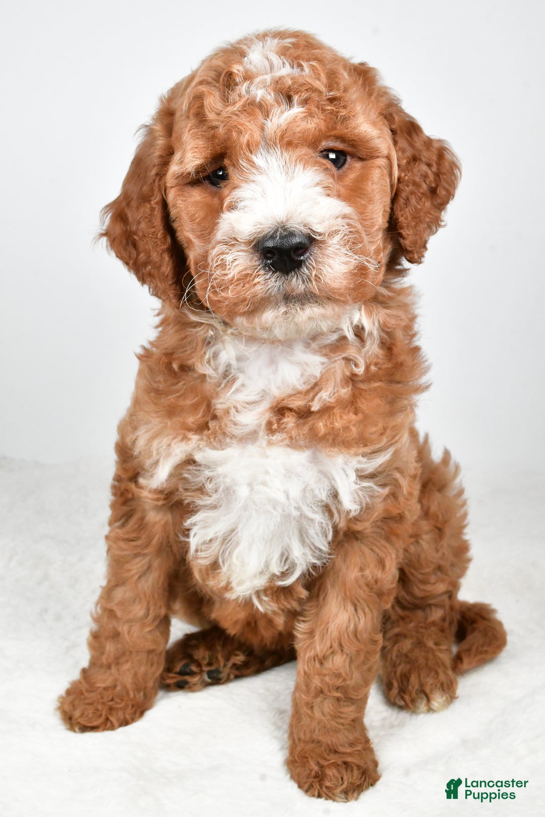 Labradoodle dogs for sale: Nessa - Ad 3