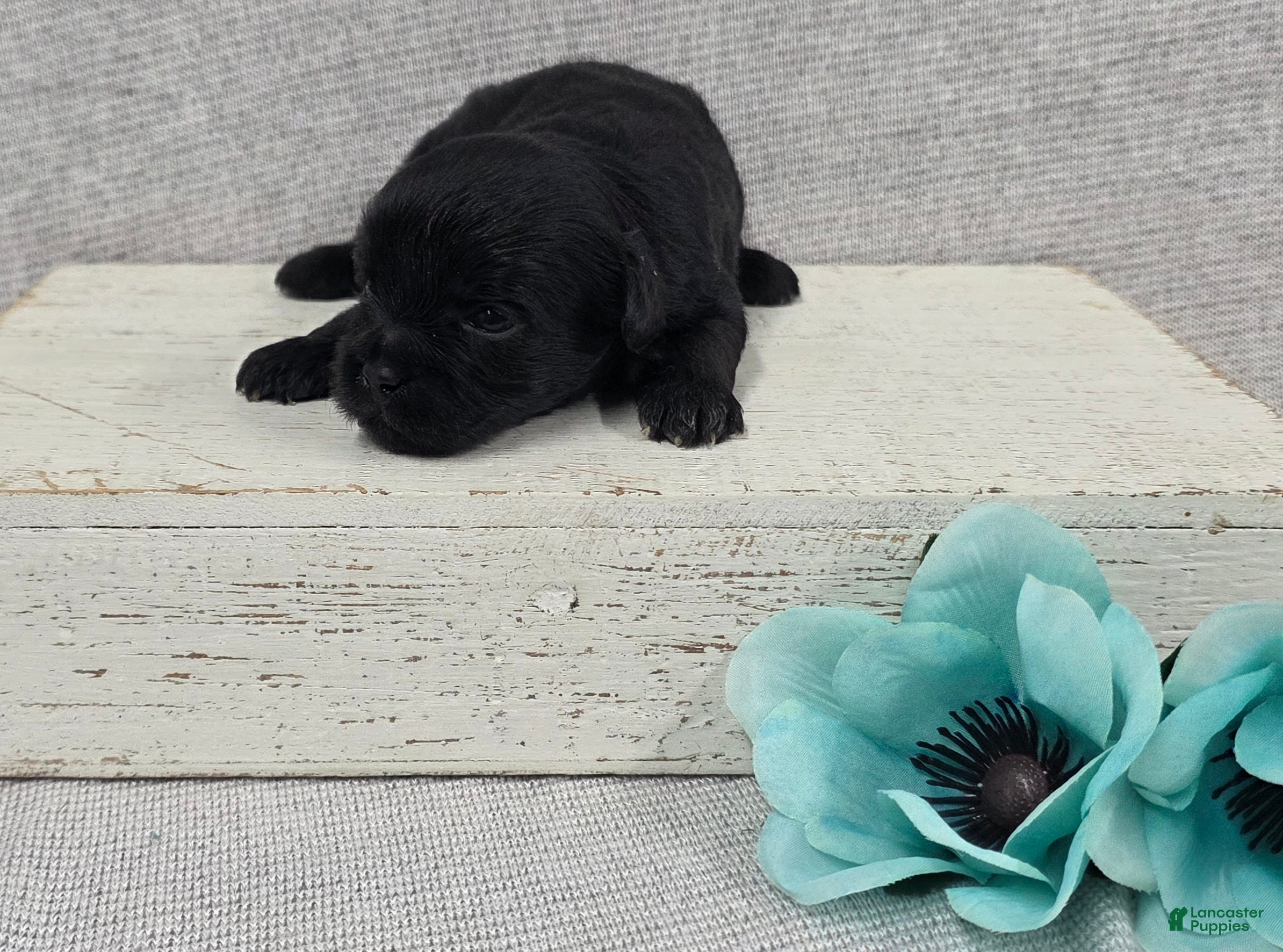 Shihpoo dogs Bear - Ad 1