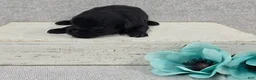 Shihpoo dogs for sale: Bear - Ad 1