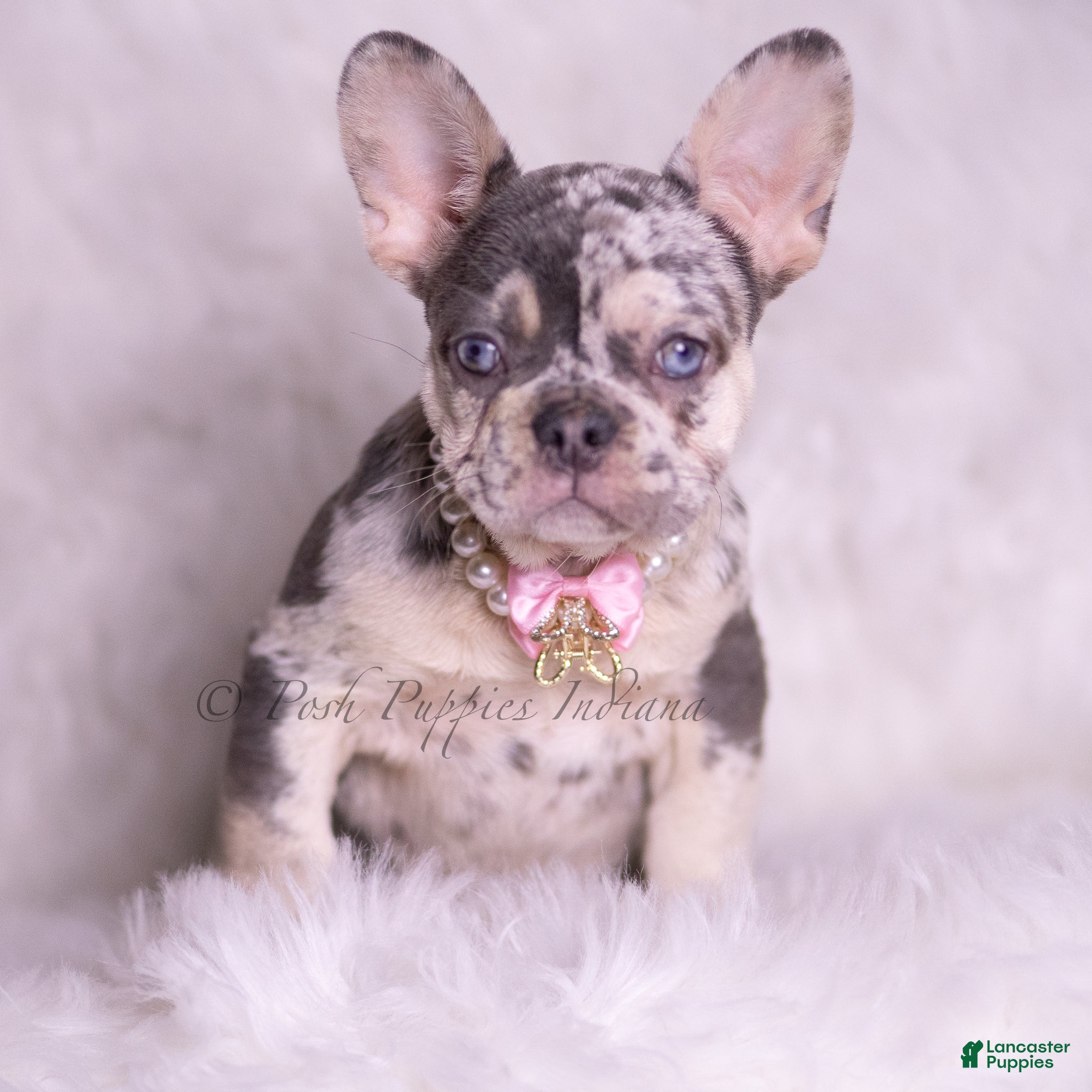 French Bulldog dogs Rain - Ad 2