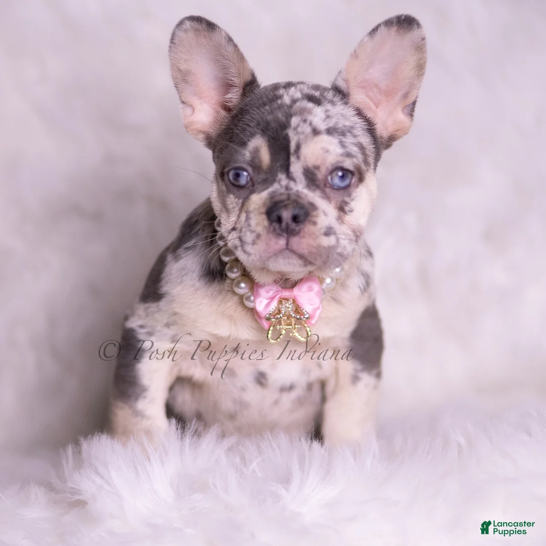 French Bulldog dogs for sale: Rain - Ad 2