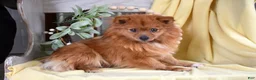 Pomeranian dogs for sale: Daisy  - Ad 7