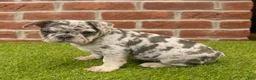 French Bulldog dogs for sale: Misty - Ad 3