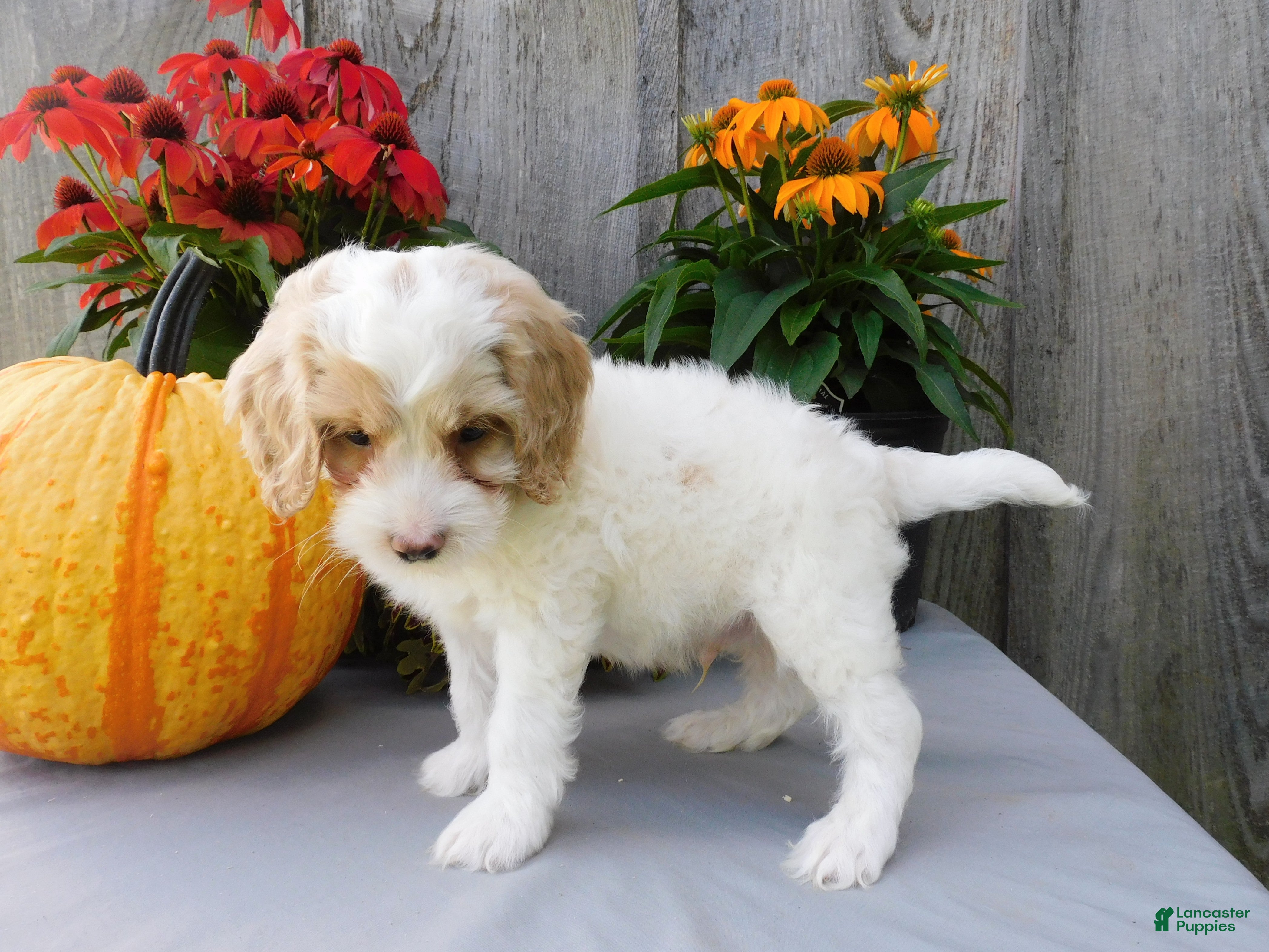 Cockapoo dogs Jasper  - Ad 2