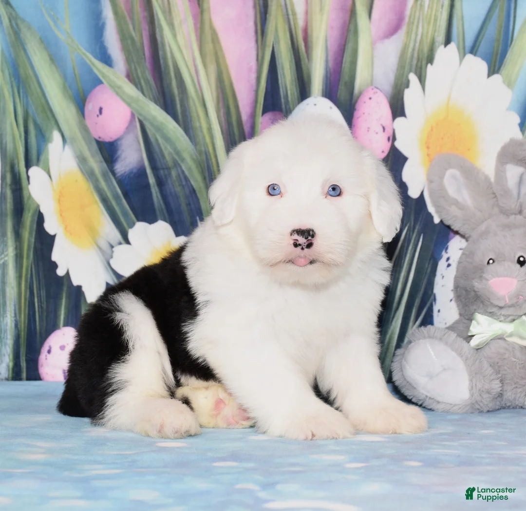 Old English Sheepdog dogs for sale: Traci - 2 blue eyes - Ad 2