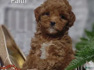 Shihpoo dogs Faith - Ad 20